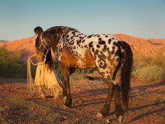 a man standing next to a brown and white horse on top of a grass covered field