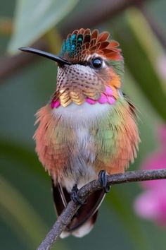 a colorful bird sitting on top of a tree branch