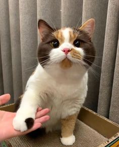 a cat is sitting in a box and being petted by someone's hand