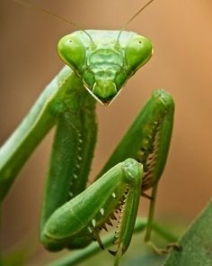 a close up of a green praying mantissa on a plant with brown background