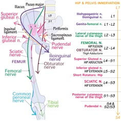 diagram of the hip and pelvicis innervations, labeled with labels