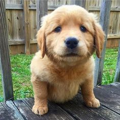 a brown dog sitting on top of a wooden deck