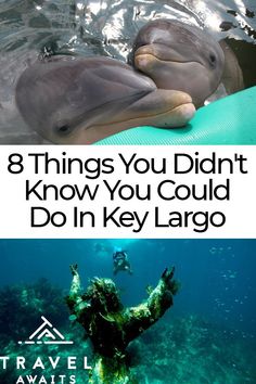 two dolphins swimming next to each other with the words 8 things you didn't know you could do in key largo