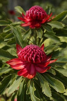 two red flowers with green leaves on them