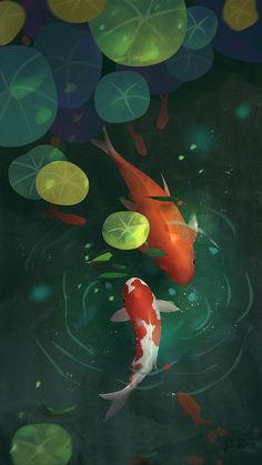 two orange and white koi fish swimming in the water with green leaves floating around