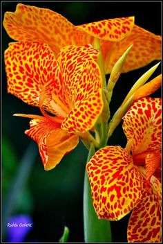 an orange flower with spots on it