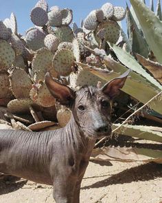 a hairless cat standing in front of cactus plants