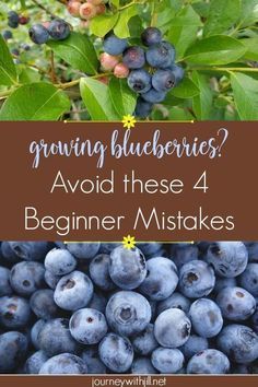 blueberries growing with the words growing blueberries? avoid these 4 beginner mistakes