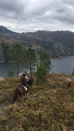 two horses standing on top of a grass covered hillside next to trees and water with mountains in the background