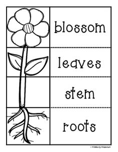 the parts of a flower worksheet for kids to learn how to read it