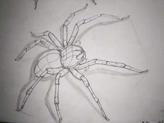 Check out LinaReed's art on DeviantArt! Anatomy Study Art, Spider Anatomy, Pencil Art For Beginners, Spider Animal, Scary Spider, Spider Illustration, Spider Drawing, Study Art