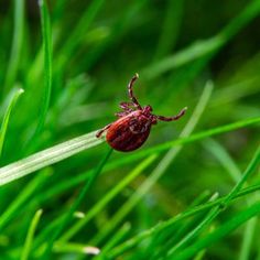 a red bug sitting on top of green grass