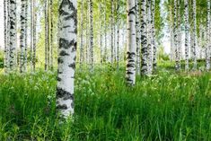 the tall trees are covered with green grass and flowers in the foreground is an area that has many white birch trees