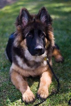 a brown and black dog laying in the grass