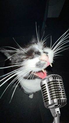 a black and white cat with its mouth open next to a microphone