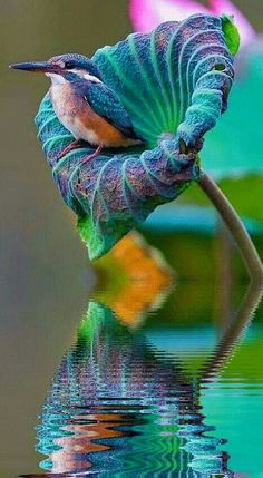 a bird sitting on top of a leaf in the water with it's reflection