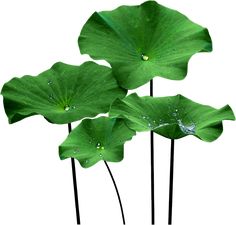 three large green leaves with water droplets on them