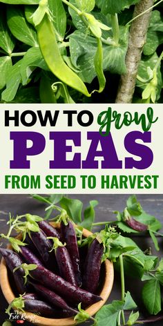 how to grow pea's from seed to harvest with the help of an expert guide