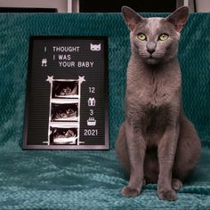 a gray cat sitting on top of a green blanket