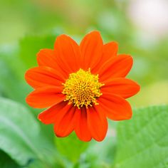 an orange flower with green leaves in the background