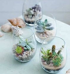 three glass vases filled with different types of succulents and rocks on a table