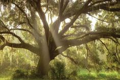 sunlight shining through the branches of a large tree