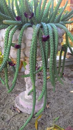 a large green plant with purple flowers growing out of it