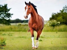 a brown and white horse standing on top of a lush green grass covered field with trees in the background