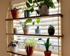 several potted plants are sitting on a shelf in front of a window with blinds