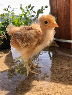 a small chicken standing on top of a wet floor