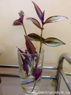 purple flowers in a clear glass vase on a table