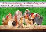 a group of chickens standing on top of a wooden table in front of green grass