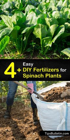 four different pictures with the words easy 4 diy fertilizers for spinach plants