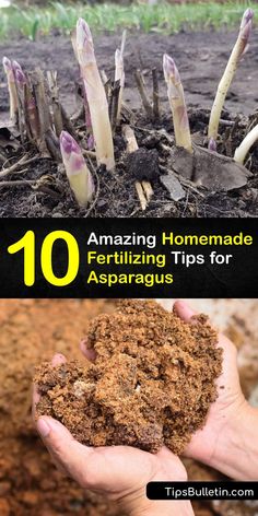 the top 10 amazing homemade fertiting tips for asparagus and how to use them