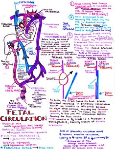 Pediatric Medicine Notes | hansonsanatomy Obstetrics Nursing, Midwifery Student, Pediatric Medicine, Medicine Notes, Ob Nursing, Medical Student Study