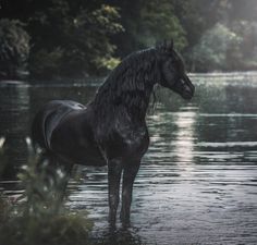 a black horse standing in the middle of a body of water