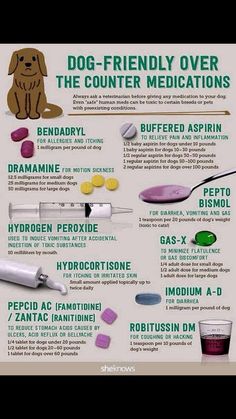 Foods Dogs Can Eat, Medication For Dogs, Upset Stomach