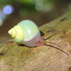 a close up of a snail on a tree branch