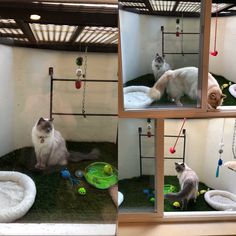 three pictures of cats in their cages with balls and toys on the grass inside