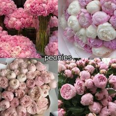 pink and white peonies are displayed in four different pictures