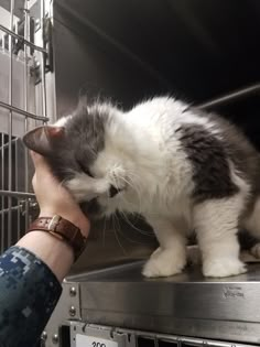 a person is petting a cat in a cage on top of a microwave oven