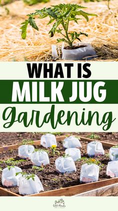 What Is Milk Jug Gardening? Milk Jug Gardening, Winter Sowing Seeds, Milk Jugs Garden, Gardening Inside, Green Onions Growing, Winter Sowing, Garden Business, Potted Garden, Sowing Seeds