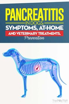 Pancreatitis in Dogs Guide Veterinary Marketing, Dogs Things, Great Dane Funny, Cat Diseases, Hypoallergenic Dog Food, Dog Training School, Dane Puppies