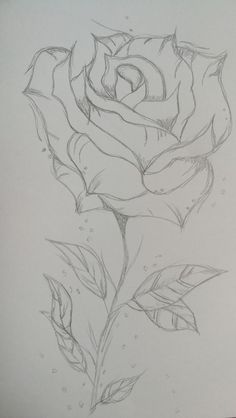 a pencil drawing of a rose on paper