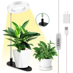 there is a potted plant next to a light and remote control on the table