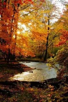 a river surrounded by trees in the fall