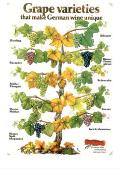 the grape varieties that make german wine unique are shown in this vintage poster, which features grapes and leaves