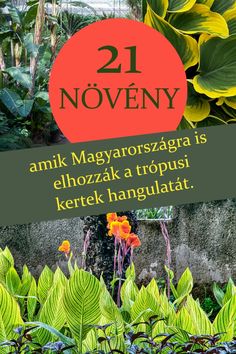 an advertisement with flowers and plants in the foreground reads, 21 november - margyroszzagra is elhozoka tropist keretk hanguaata