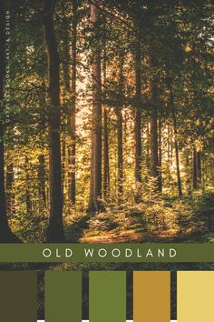 an image of the woods with color swatches on it and text that reads old woodland