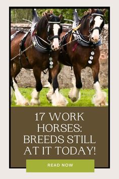 two horses pulling a carriage with the words 17 work horses breeds still at it today